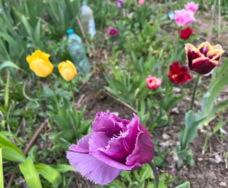 ACFFCD28-9143-4D06-9CE5-4C9072B316EC - Lalele 2023