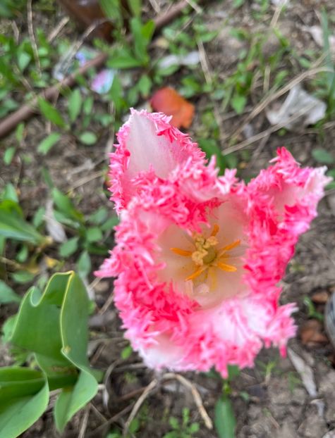 450B7332-1D1F-41FA-B51A-F7311BD8BB68 - Lalele 2023