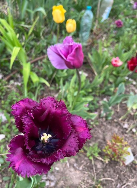 7D6754D0-1B98-4ADF-927E-BA200EEE392C - Lalele 2023