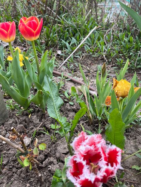 ECC994F1-070C-482C-891B-478781126202 - Lalele 2023