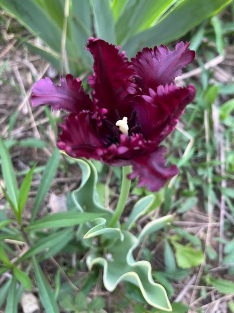 979B6FDF-0BC0-42AE-A4CB-FA4B6B556CEC - Lalele 2023