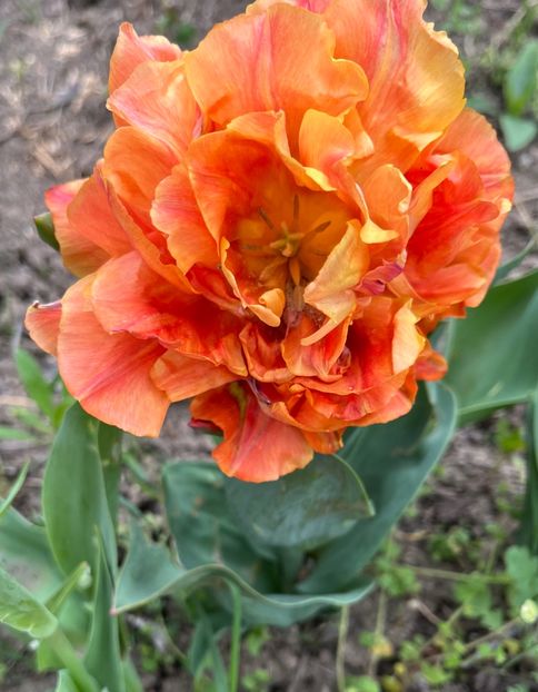 B6877205-72BF-4E18-A647-F147C06BAF65 - Lalele 2023