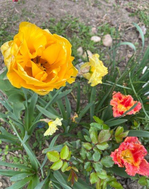 388A6D39-B785-4BE9-9040-37081BE04E25 - Lalele 2023