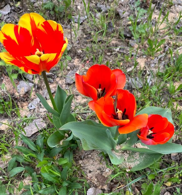 EF9BEDD5-762B-4167-AB0E-7A83DF3E4CE9 - Lalele 2023