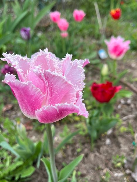 77CFB487-67E7-4C4E-9FA9-92303E9DFF09 - Lalele 2023