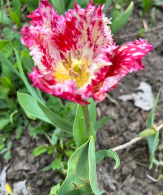 9D5F7E18-EFA1-4FAB-9CC1-35B6B8146352 - Lalele 2023