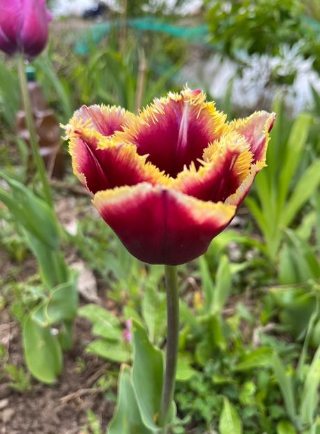 B7E980D7-ACC5-4254-88E3-D65459C22F51 - Lalele 2023