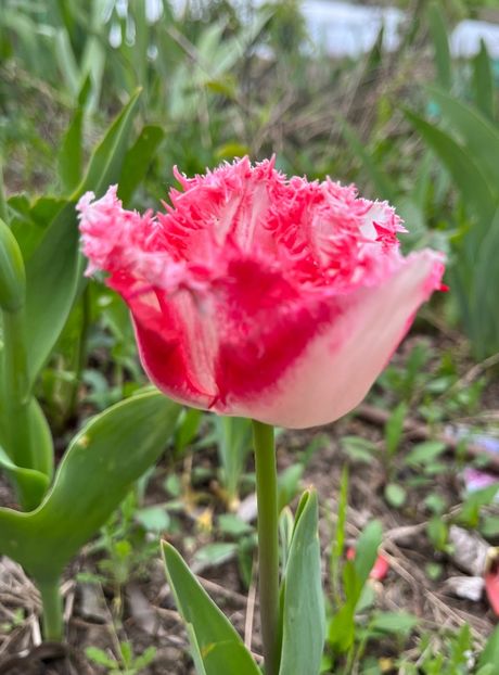 FE58758C-2303-44E3-A785-5D99B73709C0 - Lalele 2023