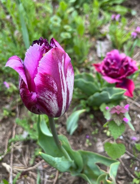 A8ECFC30-DC47-4B03-AEB5-8BF78E30B854 - Lalele 2023