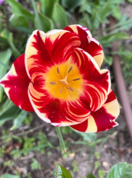 7CB37E95-8880-4447-B0F2-B59A0E593581 - Lalele 2023