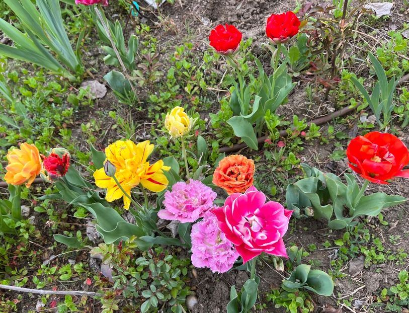 AD1CA842-080B-4975-B92B-80FD6A2A62B9 - Lalele 2023