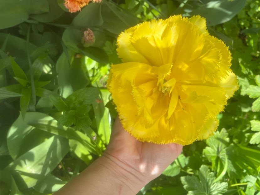 78E5E575-4559-442E-8CC9-7E11A4645AF4 - Lalele 2023