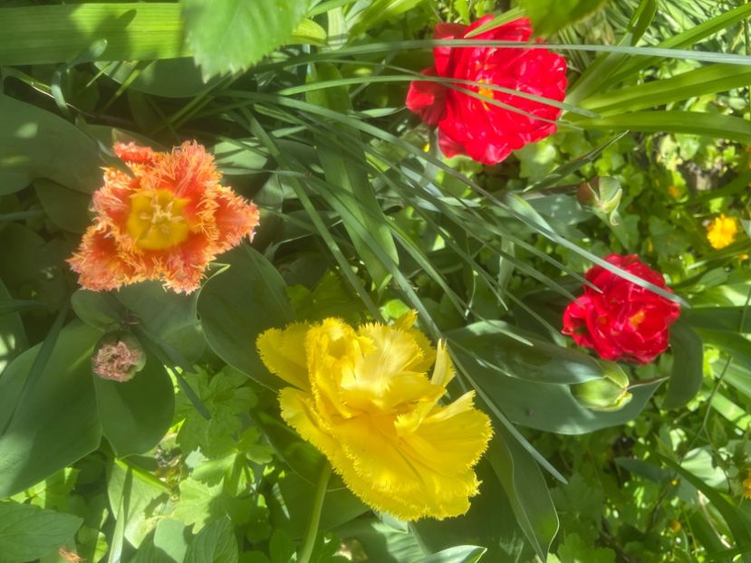 C05D533F-F56C-4F1A-9DB3-BBB4DA0517E5 - Lalele 2023