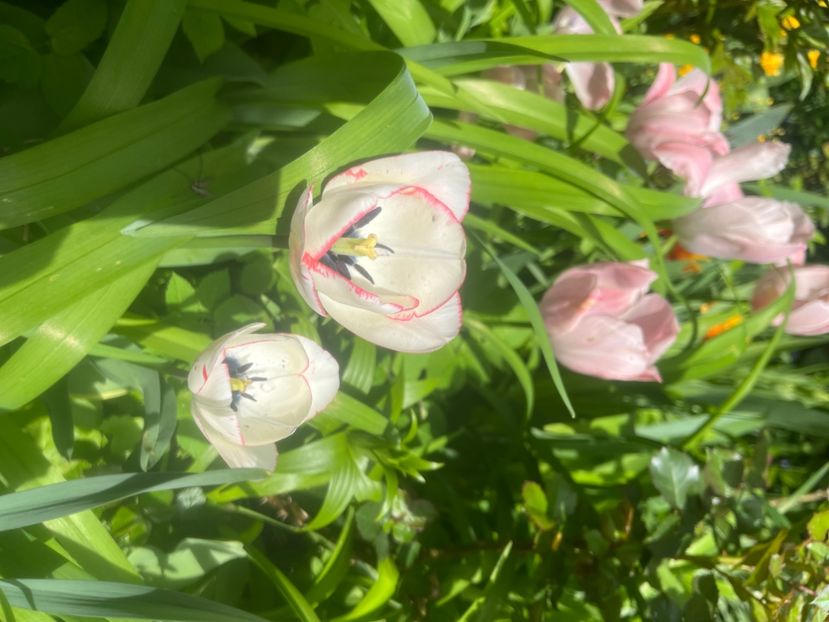 6D071BC2-FEC6-4391-AA30-1075B173AAAE - Lalele 2023