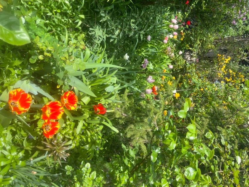 3BF2431A-5A25-4467-9F8E-5773168E5A9C - Lalele 2023