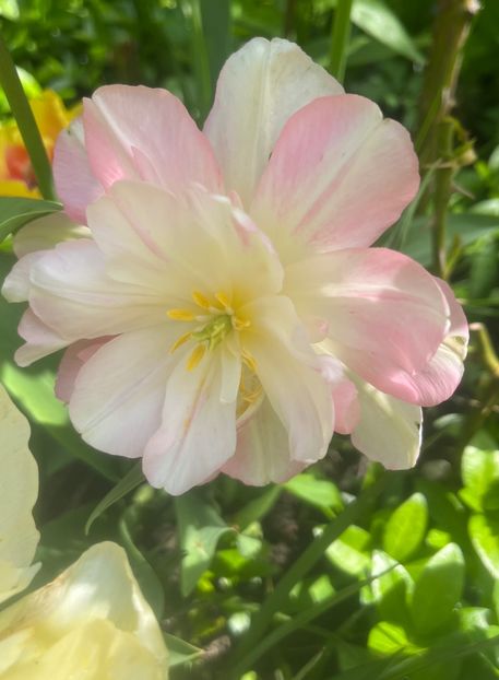 77C8CF65-B80C-4A52-80CC-27203720A279 - Lalele 2023