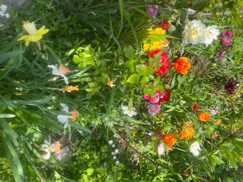 20E5126F-B19A-4A13-8F20-880FCA11753D - Lalele 2023