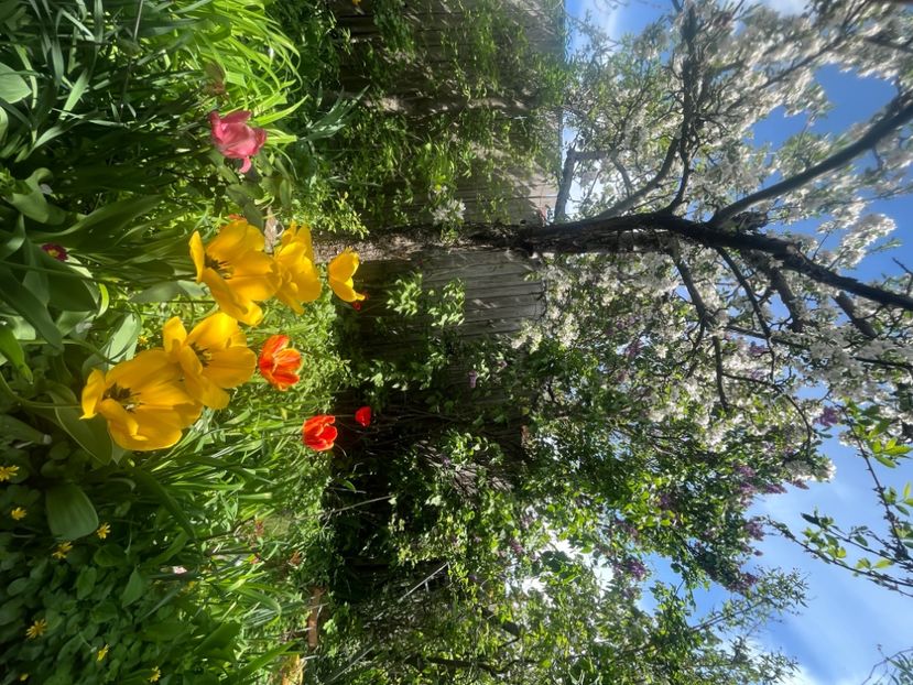 4CB19C8F-F498-4687-A8E2-B8E4CF0F92EA - Lalele 2023