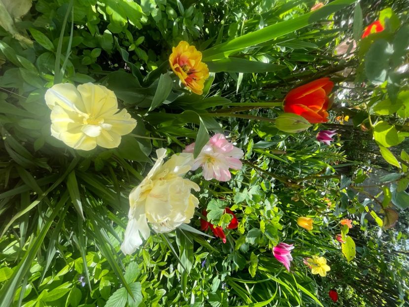 40BA55B3-41E3-4403-B3D5-F5C1BBFDCBE0 - Lalele 2023