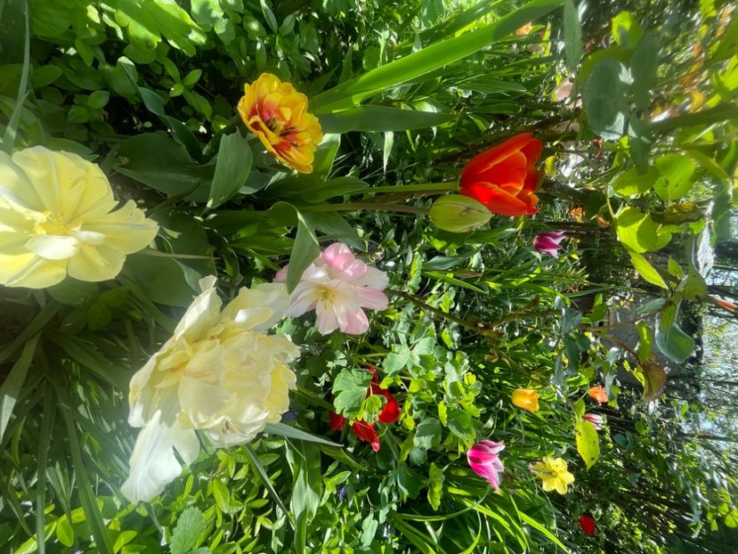 74DF49D9-065C-4E76-A2FC-F06929C5DE51 - Lalele 2023