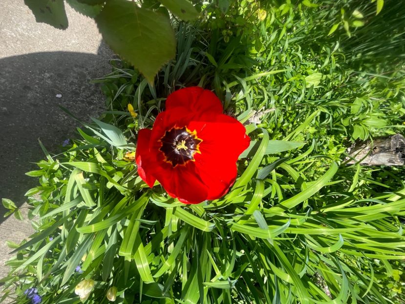 9EABEB6D-D3CE-4C64-B21A-E7DB8CAA5C19 - Lalele 2023