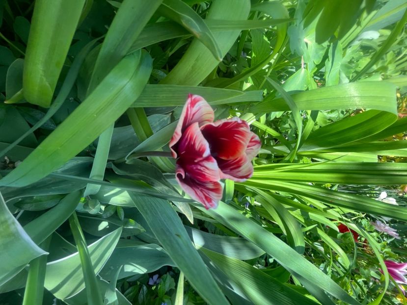 F9EE7DE3-39FC-4F0B-A49A-4CF649E89CB2 - Lalele 2023