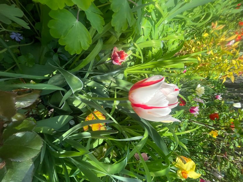 E2AB8C04-B595-4F53-A6C0-0F0B46C8AE45 - Lalele 2023