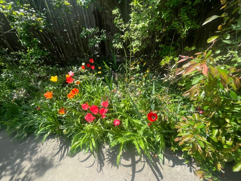 D3777F89-AEB7-4E73-8FFD-7EAAC7A424DA - Lalele 2023