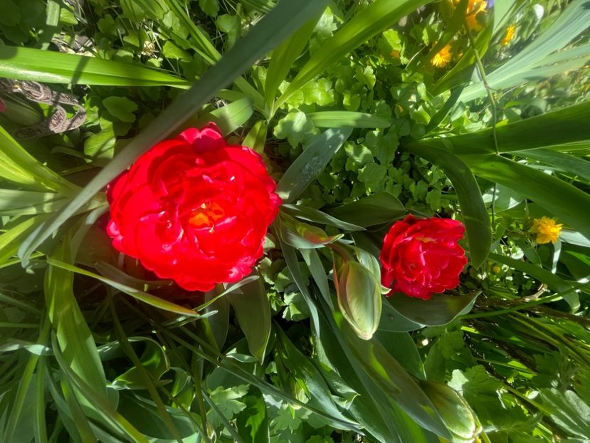 E0E5F543-BE8C-4BD0-97F9-73C1BEDAD957 - Lalele 2023