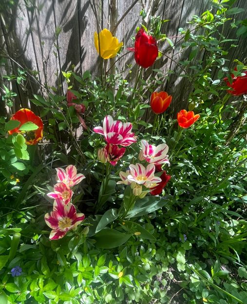 C9C77616-56D4-4C8C-8E2C-CE14292F27D1 - Lalele 2023