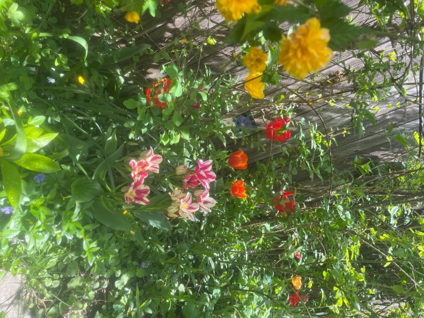 FC2A4512-7D20-4C04-9F38-F2E3B4B464B6 - Lalele 2023