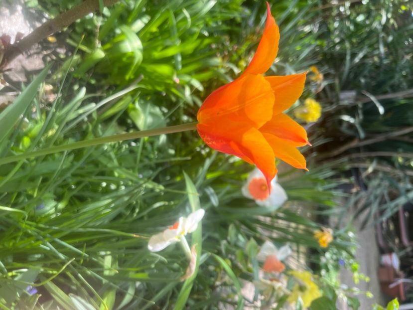 FE4BC004-C02A-4C9F-B83A-9D27A910B7D2 - Lalele 2023