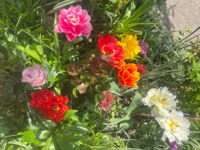 814767A3-D6B1-4B60-8BA1-C047DF96A74E - Lalele 2023