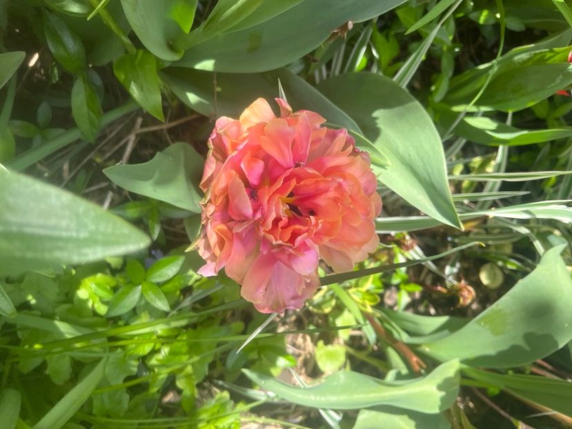 965D03B2-27E4-4AEE-80B6-9864DBF77082 - Lalele 2023