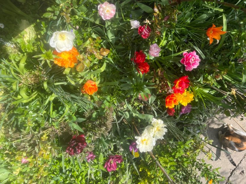 FB0085B9-AA91-4B0F-AF38-5A624F02E616 - Lalele 2023