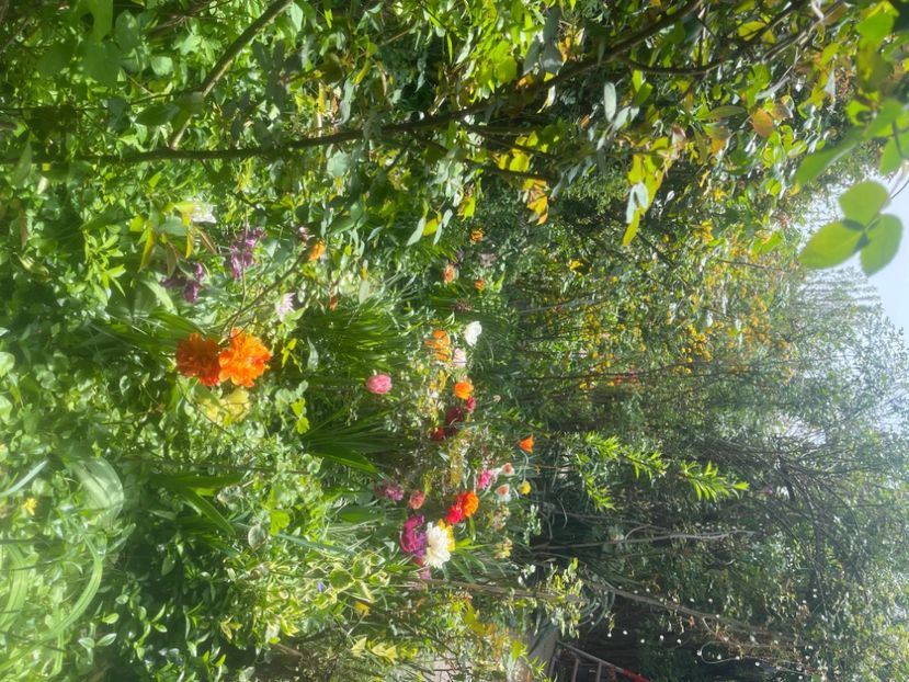 77C731D1-4B22-415C-9A7F-7E0868C1DD5A - Lalele 2023