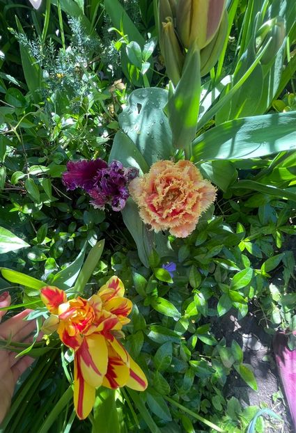 FCC2A7A0-BBB6-4273-AA04-4978B66518FB - Lalele 2023