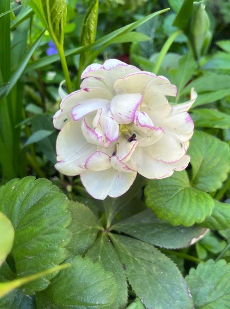 525B9C31-4695-4B8A-97FB-EA1351C414F6 - Lalele 2023