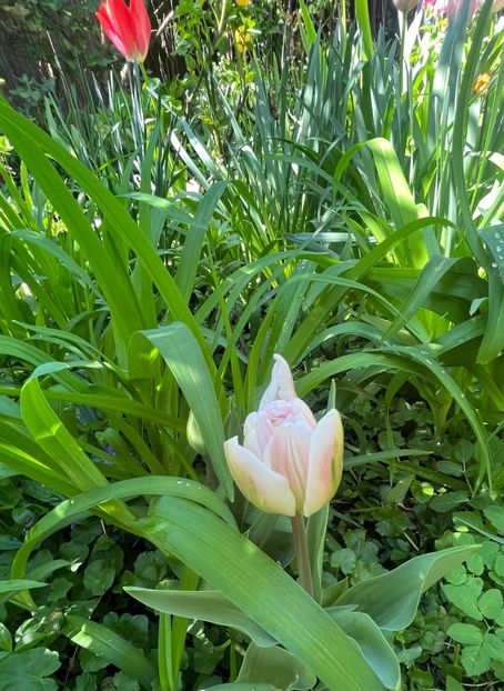 D857C2D6-C782-498A-837E-3D9A938AB8EA - Lalele 2023