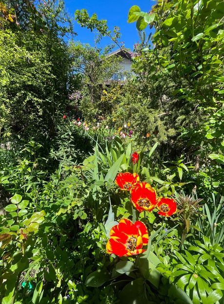 85A6B7A6-C0E4-4424-B043-044FE44E6BA8 - Lalele 2023