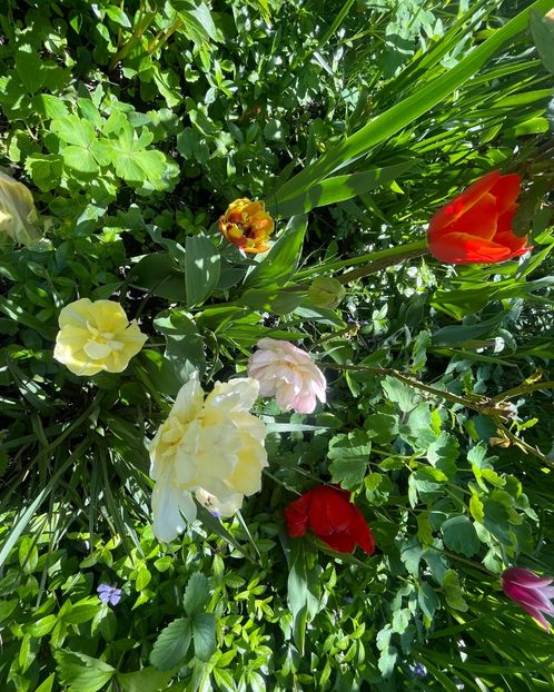 2F59B1B7-560A-4A97-85B9-5223061B9472 - Lalele 2023