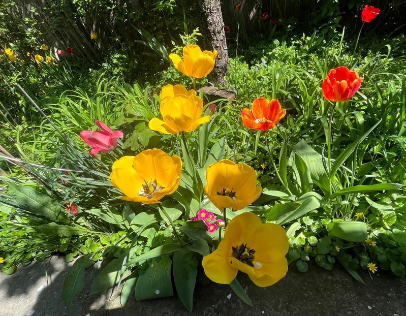 1B853A12-E3C3-4B89-B252-6B6436D8933B - Lalele 2023