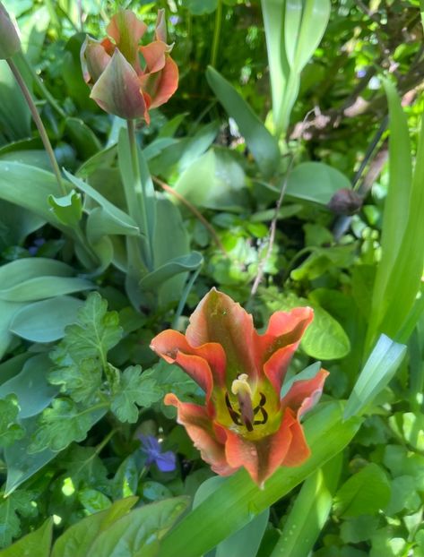 407EE025-1F61-4E79-8E8E-A1711DB98B9C - Lalele 2023