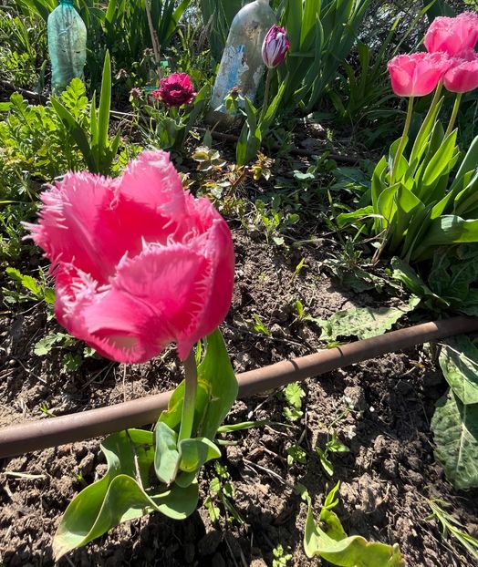 3626CCA2-A8AF-4E62-873D-70EA4E3EEEAE - Lalele 2023