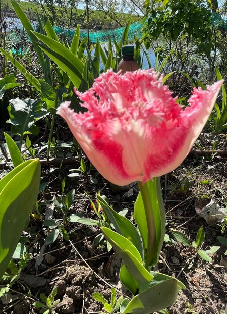 77DD0CA5-74E5-48AC-AF2E-D6BB7760BA5F - Lalele 2023