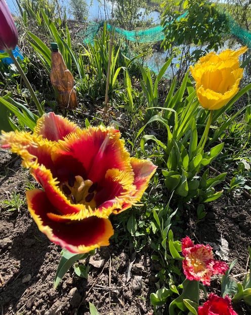 3C4273A1-2B8F-4727-B1C5-47E0C44042AC - Lalele 2023