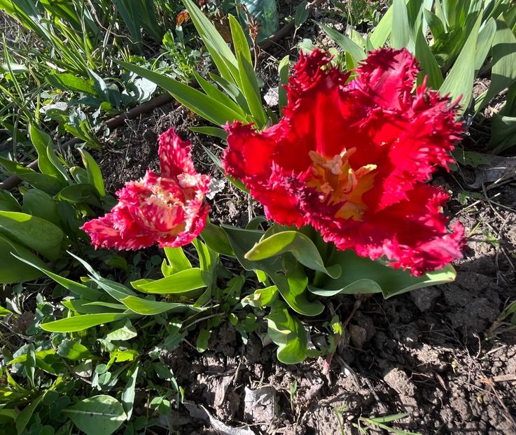 D038DE4C-6838-474F-9380-1D2E52450415 - Lalele 2023