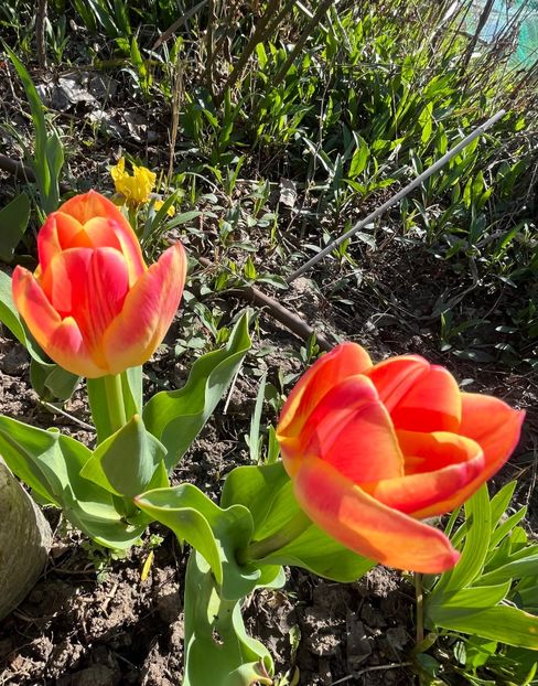 07C2539F-C3E2-4453-BF8D-102E9A2DF572 - Lalele 2023