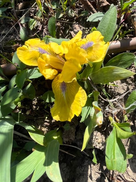 669CDA44-38AD-49C7-B275-6A8BCB24B4D2 - Lalele 2023