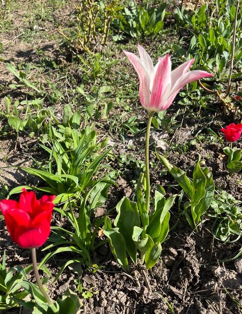 D397590F-01FC-410D-A68D-64C8AA5CC470 - Lalele 2023